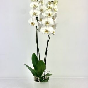orquidea mariposa blanca huesca
